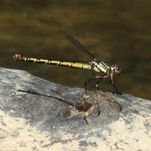 Diphlebia nymphoides at Kambah Pool - 1 Nov 2018