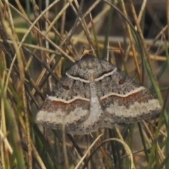 Antasia flavicapitata (Yellow-headed Heath Moth (Oenochrominae)) at Bimberi Nature Reserve - 1 Nov 2018 by JohnBundock