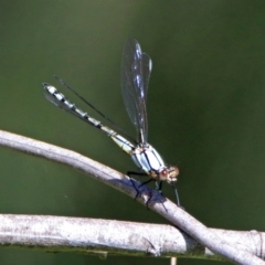 Diphlebia nymphoides (Arrowhead Rockmaster) at Kambah Pool - 1 Nov 2018 by RodDeb