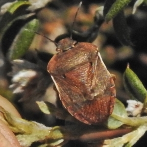 Dictyotus caenosus at Cotter River, ACT - 1 Nov 2018