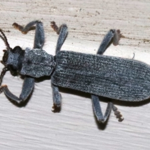 Eunatalis sp. (Genus) at Ainslie, ACT - 1 Nov 2018