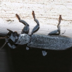 Eunatalis sp. (Genus) at Ainslie, ACT - 1 Nov 2018