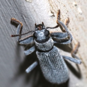 Eunatalis sp. (Genus) at Ainslie, ACT - 1 Nov 2018