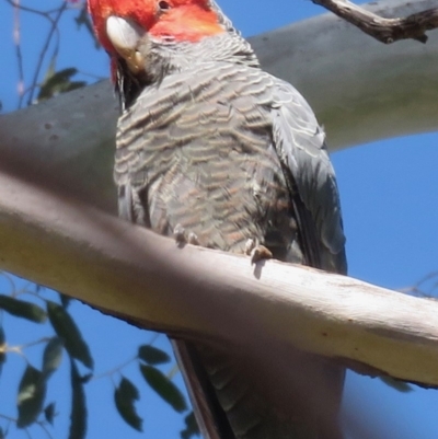 Callocephalon fimbriatum (Gang-gang Cockatoo) at Hughes, ACT - 25 Oct 2018 by RobParnell