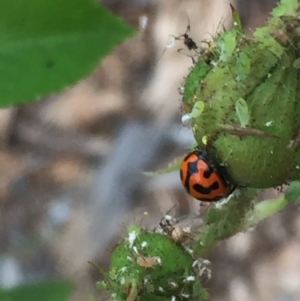 Coccinella transversalis at Ainslie, ACT - 1 Nov 2018