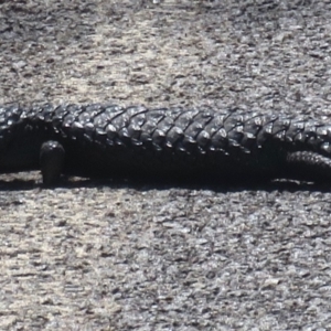 Tiliqua rugosa at Majura, ACT - 30 Oct 2018 01:13 PM