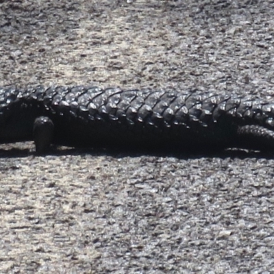 Tiliqua rugosa (Shingleback Lizard) at Majura, ACT - 30 Oct 2018 by RobParnell