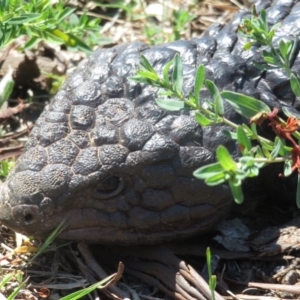 Tiliqua rugosa at Majura, ACT - 30 Oct 2018 01:13 PM