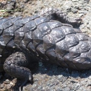 Tiliqua rugosa at Majura, ACT - 30 Oct 2018 01:13 PM