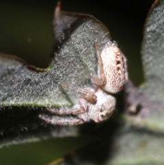 Opisthoncus grassator (Jumping spider) at Ainslie, ACT - 1 Nov 2018 by jb2602