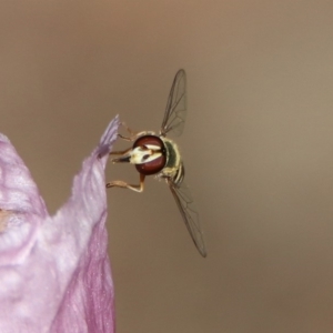 Simosyrphus grandicornis at Kambah Pool - 1 Nov 2018