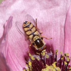 Simosyrphus grandicornis at Kambah Pool - 1 Nov 2018