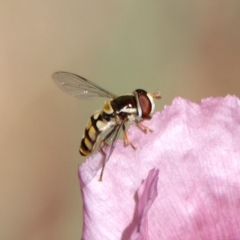 Simosyrphus grandicornis at Kambah Pool - 1 Nov 2018