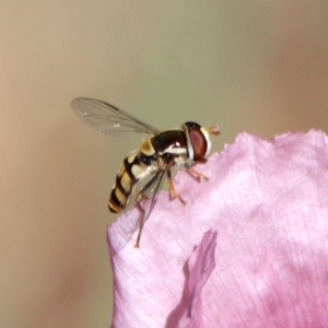 Simosyrphus grandicornis at Kambah Pool - 1 Nov 2018