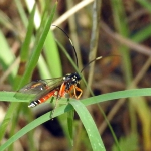 Gotra sp. (genus) at Tuggeranong DC, ACT - 1 Nov 2018 10:52 AM