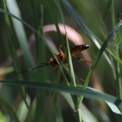 Gotra sp. (genus) at Tuggeranong DC, ACT - 1 Nov 2018