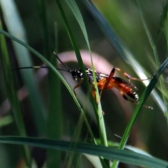 Gotra sp. (genus) at Tuggeranong DC, ACT - 1 Nov 2018 10:52 AM