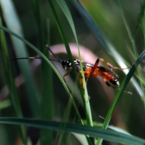 Gotra sp. (genus) at Tuggeranong DC, ACT - 1 Nov 2018 10:52 AM