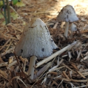 Coprinellus etc. at Macarthur, ACT - 1 Nov 2018 09:14 AM