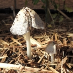 Coprinellus etc. at Macarthur, ACT - 1 Nov 2018 09:14 AM
