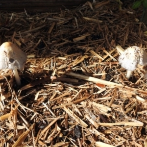 Coprinellus etc. at Macarthur, ACT - 1 Nov 2018 09:14 AM