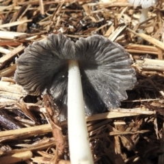 Coprinellus etc. at Macarthur, ACT - 1 Nov 2018 09:14 AM