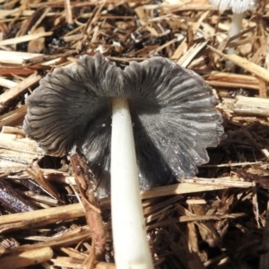 Coprinellus etc. at Macarthur, ACT - 1 Nov 2018 09:14 AM