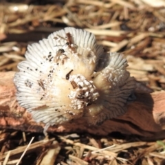 Coprinellus etc. at Macarthur, ACT - 1 Nov 2018 09:14 AM