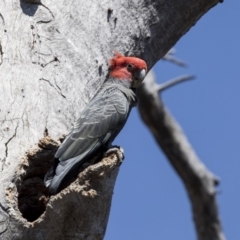 Callocephalon fimbriatum (Gang-gang Cockatoo) at Bruce, ACT - 1 Nov 2018 by AlisonMilton