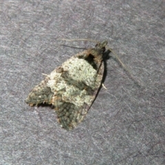 Rupicolana orthias (A tortrix or leafroller moth) at Macarthur, ACT - 31 Oct 2018 by RodDeb