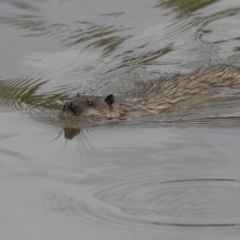 Hydromys chrysogaster (Rakali or Water Rat) at Belconnen, ACT - 1 Nov 2018 by AlisonMilton