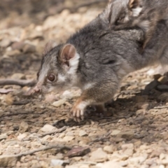 Pseudocheirus peregrinus (Common Ringtail Possum) at Hackett, ACT - 1 Nov 2018 by AlisonMilton