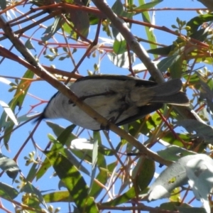 Lalage tricolor at Kambah Pool - 1 Nov 2018 09:56 AM