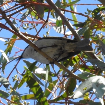 Lalage tricolor (White-winged Triller) at Kambah Pool - 1 Nov 2018 by RodDeb