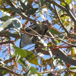 Lalage tricolor at Kambah Pool - 1 Nov 2018 09:56 AM