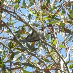 Lalage tricolor at Kambah Pool - 1 Nov 2018