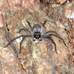 Isopeda sp. (genus) (Huntsman Spider) at Undefined - 25 Oct 2018 by jbromilow50