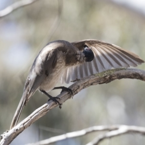 Philemon corniculatus at Bruce, ACT - 1 Nov 2018