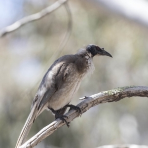 Philemon corniculatus at Bruce, ACT - 1 Nov 2018