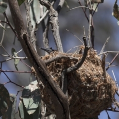 Philemon corniculatus at Bruce, ACT - 1 Nov 2018