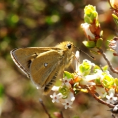 Trapezites luteus (Yellow Ochre, Rare White-spot Skipper) at Nicholls, ACT - 31 Oct 2018 by Harrisi