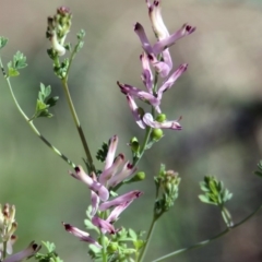 Fumaria sp. (Fumitory) at Kambah Pool - 31 Oct 2018 by RodDeb