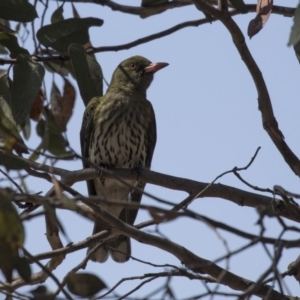 Oriolus sagittatus at Bruce, ACT - 1 Nov 2018