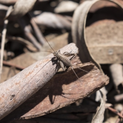 Eurepa marginipennis (Mottled bush cricket) at Bruce, ACT - 31 Oct 2018 by AlisonMilton