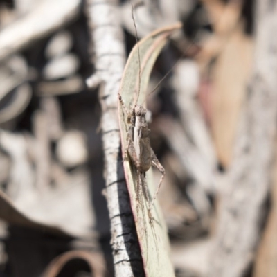 Eurepa marginipennis (Mottled bush cricket) at Bruce, ACT - 1 Nov 2018 by AlisonMilton