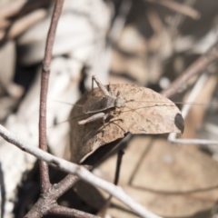 Eurepa marginipennis at Bruce, ACT - 1 Nov 2018 10:05 AM