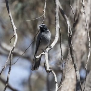 Coracina novaehollandiae at Bruce, ACT - 1 Nov 2018 10:15 AM