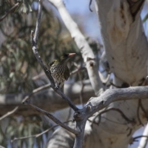 Oriolus sagittatus at Bruce, ACT - 1 Nov 2018