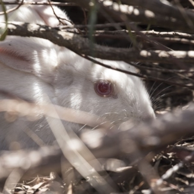Oryctolagus cuniculus (European Rabbit) at Bruce Ridge to Gossan Hill - 31 Oct 2018 by AlisonMilton