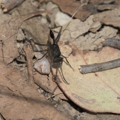 Evaniidae (family) (Hatchet wasp) at O'Connor, ACT - 1 Nov 2018 by Alison Milton